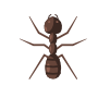 Termite Control Services In Fort Myers FL