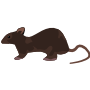 Rodent Control Services In Fort Myers FL