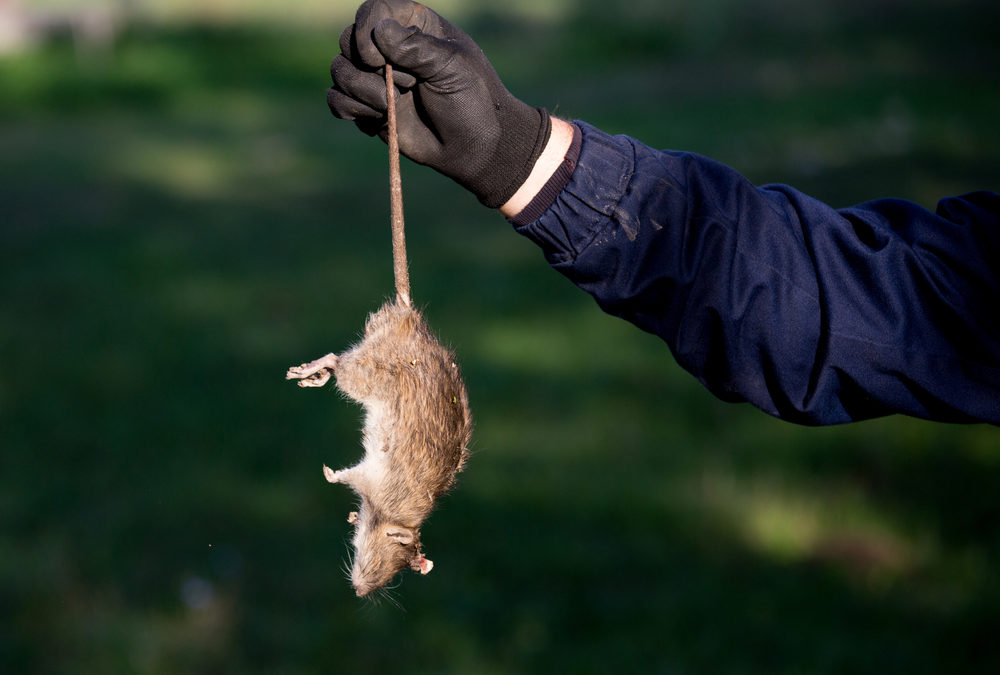 Professional Rodent and Rat Control in Fort Myers and Lee Country