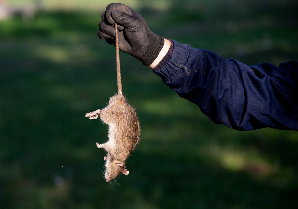 Rat Control Fort Myers, FL Florida Solutions Pest Control