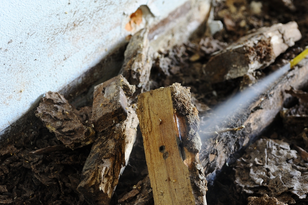 termite control fort myers