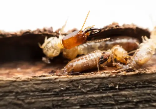 Termite macro on decomposing wood